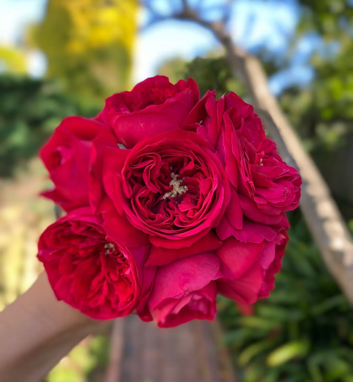 Florentina | Climbing Rose | Dark red nostalgic blooms | Moderate fragrance | Own root