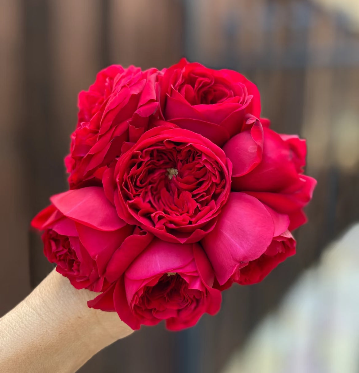 Florentina | Climbing Rose | Dark red nostalgic blooms | Moderate fragrance | Own root