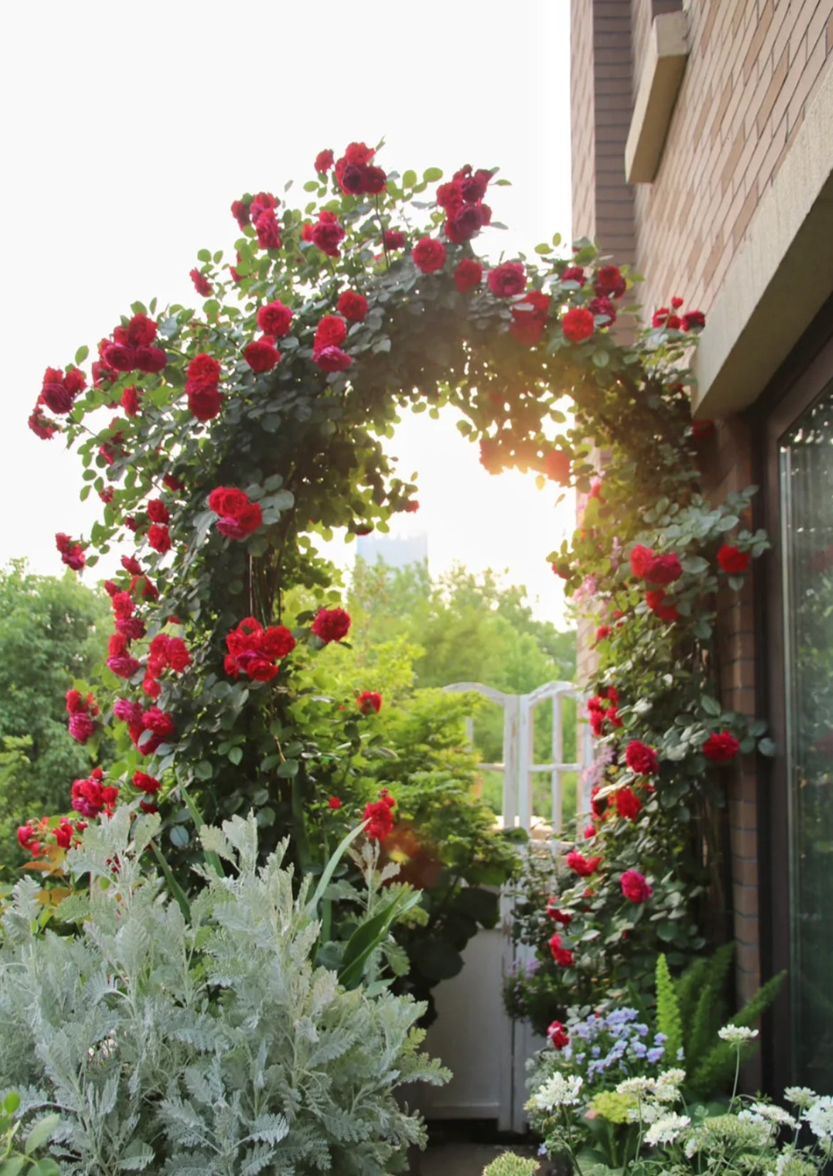 Florentina | Climbing Rose | Dark red nostalgic blooms | Moderate fragrance | Own root