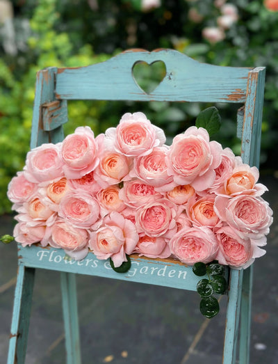 AUStiger | British Garden Shrub Rose | Upright blush-pink rosettes | Honey-almond fragrance | Own root