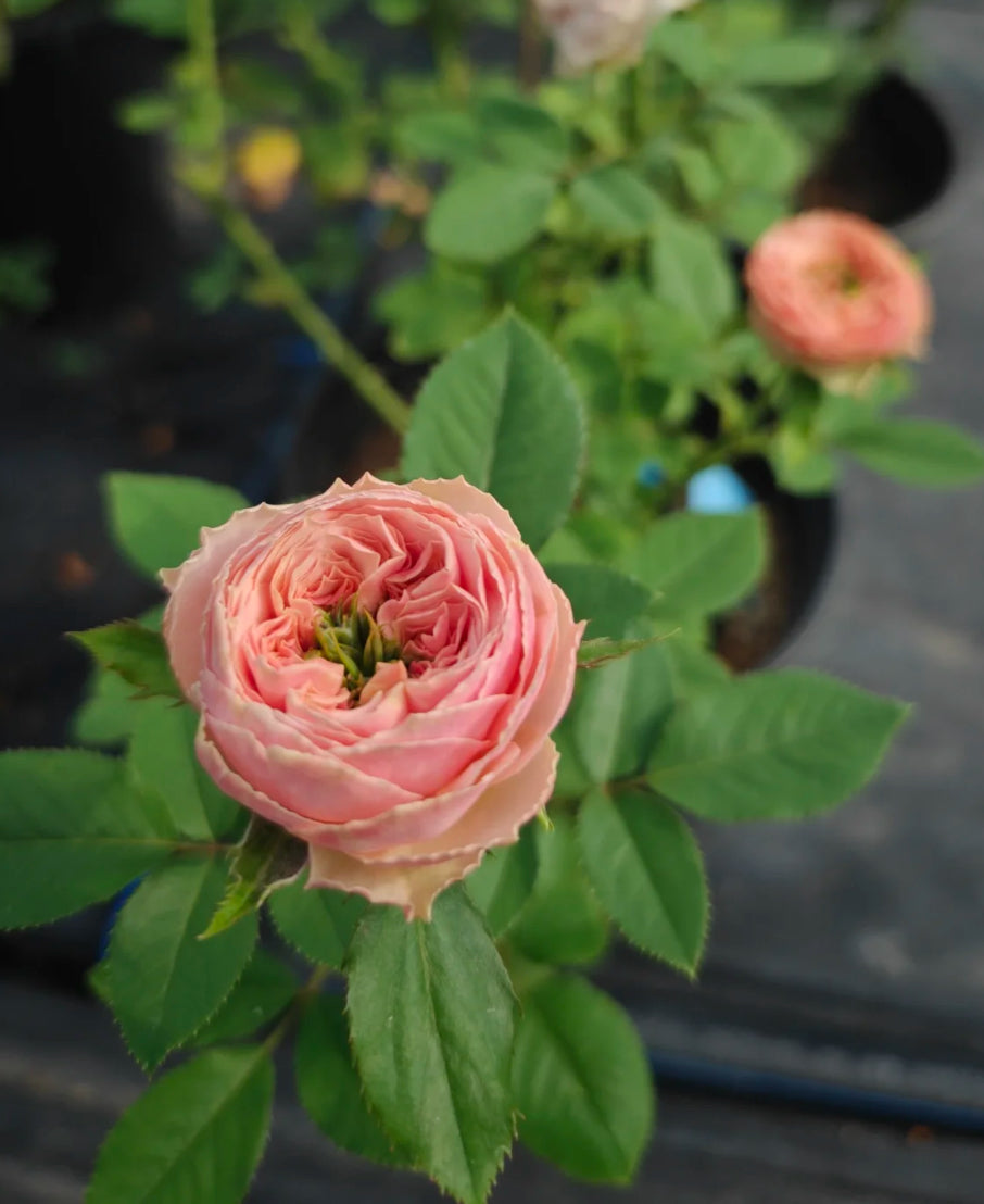 Sweet Eye | Netherland's Florist Shrub Rose | Pink with ruffled, lotus-like edges | Green nose | Own root
