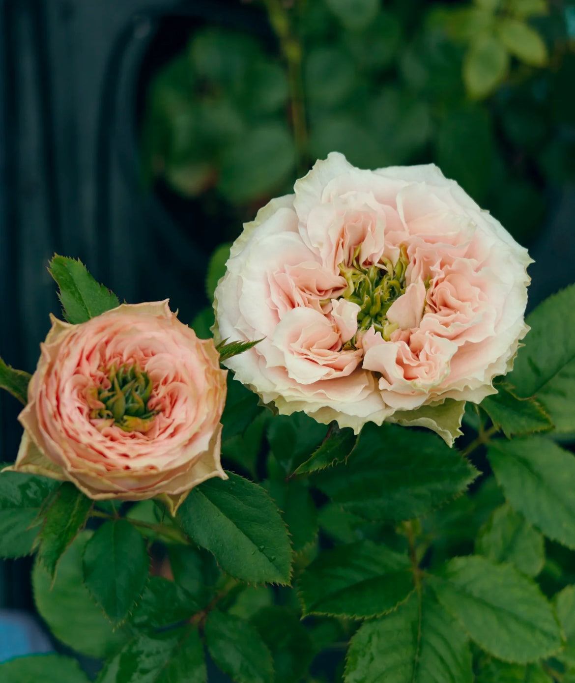 Sweet Eye | Netherland's Florist Shrub Rose | Pink with ruffled, lotus-like edges | Green nose | Own root