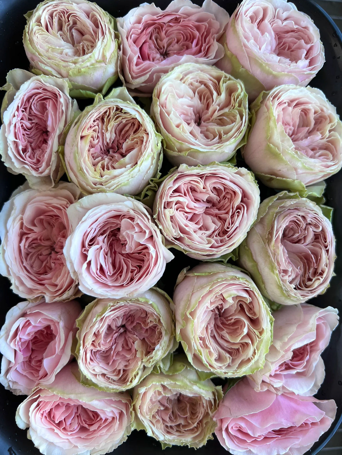 Senlitsu (Melody) – Pink & Lavender Japanese Wabara Rose (Own Root)