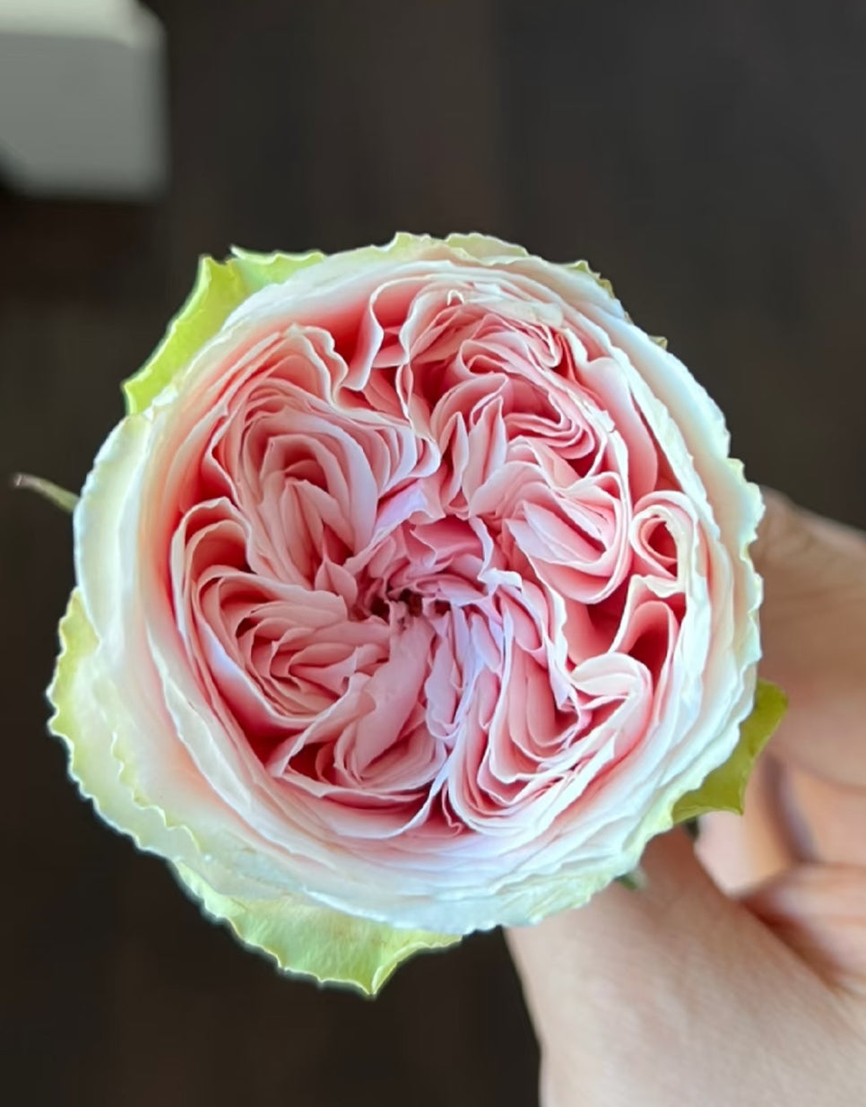 Senlitsu (Melody) – Pink & Lavender Japanese Wabara Rose (Own Root)
