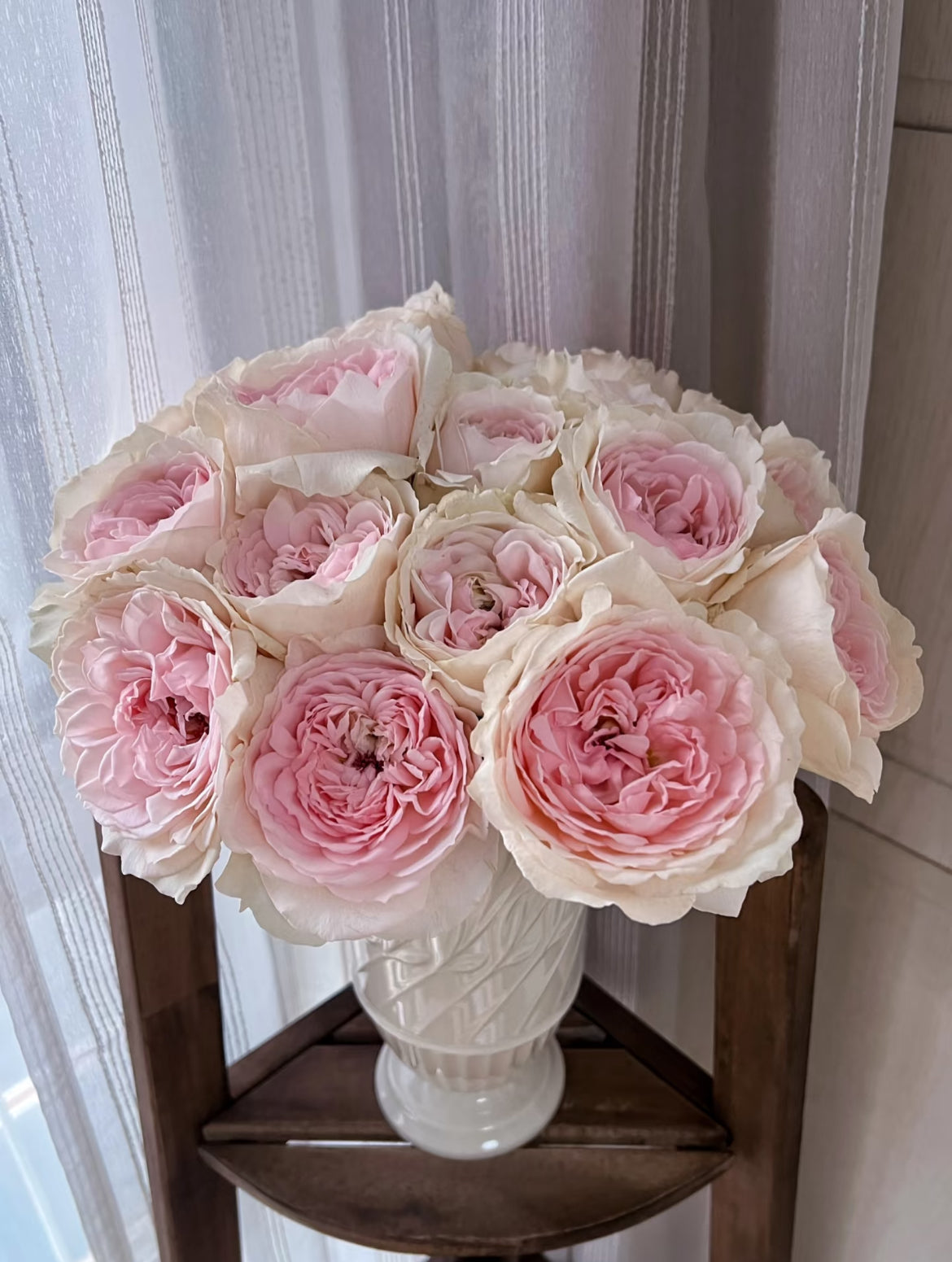 Senlitsu (Melody) – Pink & Lavender Japanese Wabara Rose (Own Root)