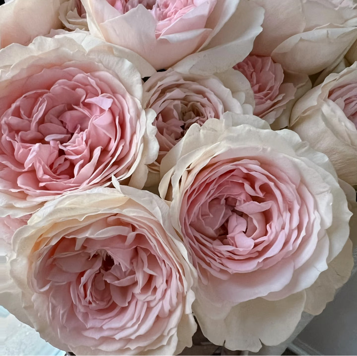 Senlitsu (Melody) – Pink & Lavender Japanese Wabara Rose (Own Root)