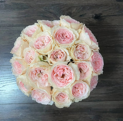 Senlitsu (Melody) – Pink & Lavender Japanese Wabara Rose (Own Root)