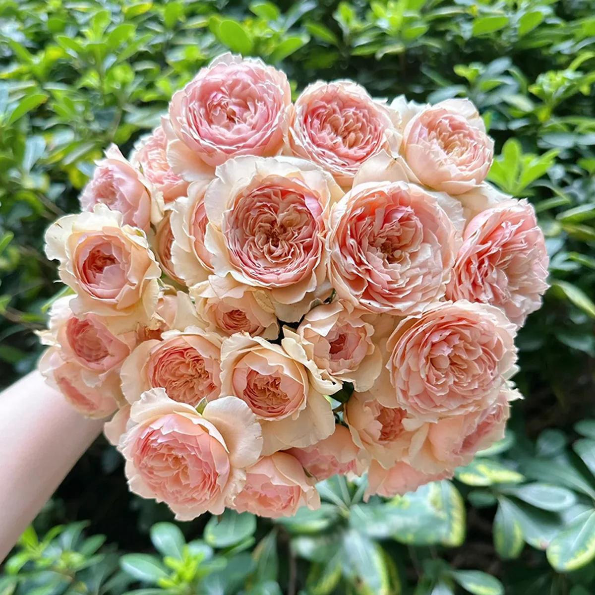 Masora | Japanese Garden Shrub Rose | Golden-apricot cupped blooms | Fruity citrus fragrance | Own root