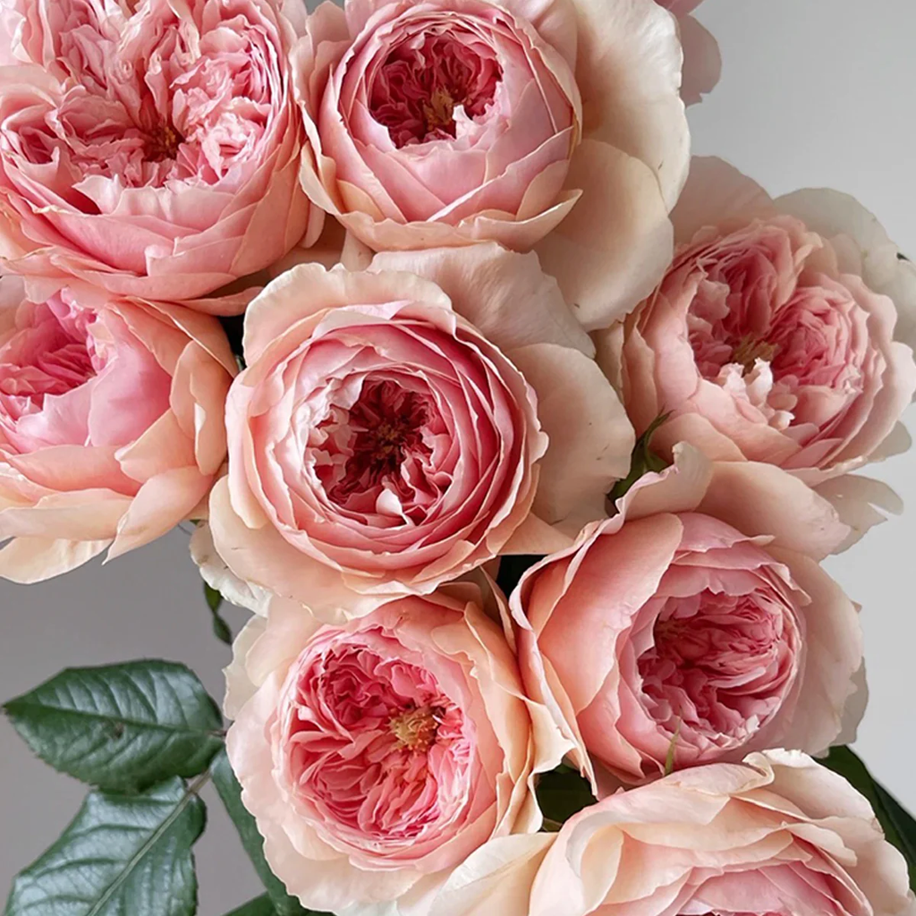 Masora | Japanese Garden Shrub Rose | Golden-apricot cupped blooms | Fruity citrus fragrance | Own root