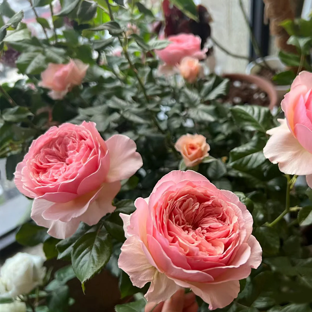 Masora | Japanese Garden Shrub Rose | Golden-apricot cupped blooms | Fruity citrus fragrance | Own root