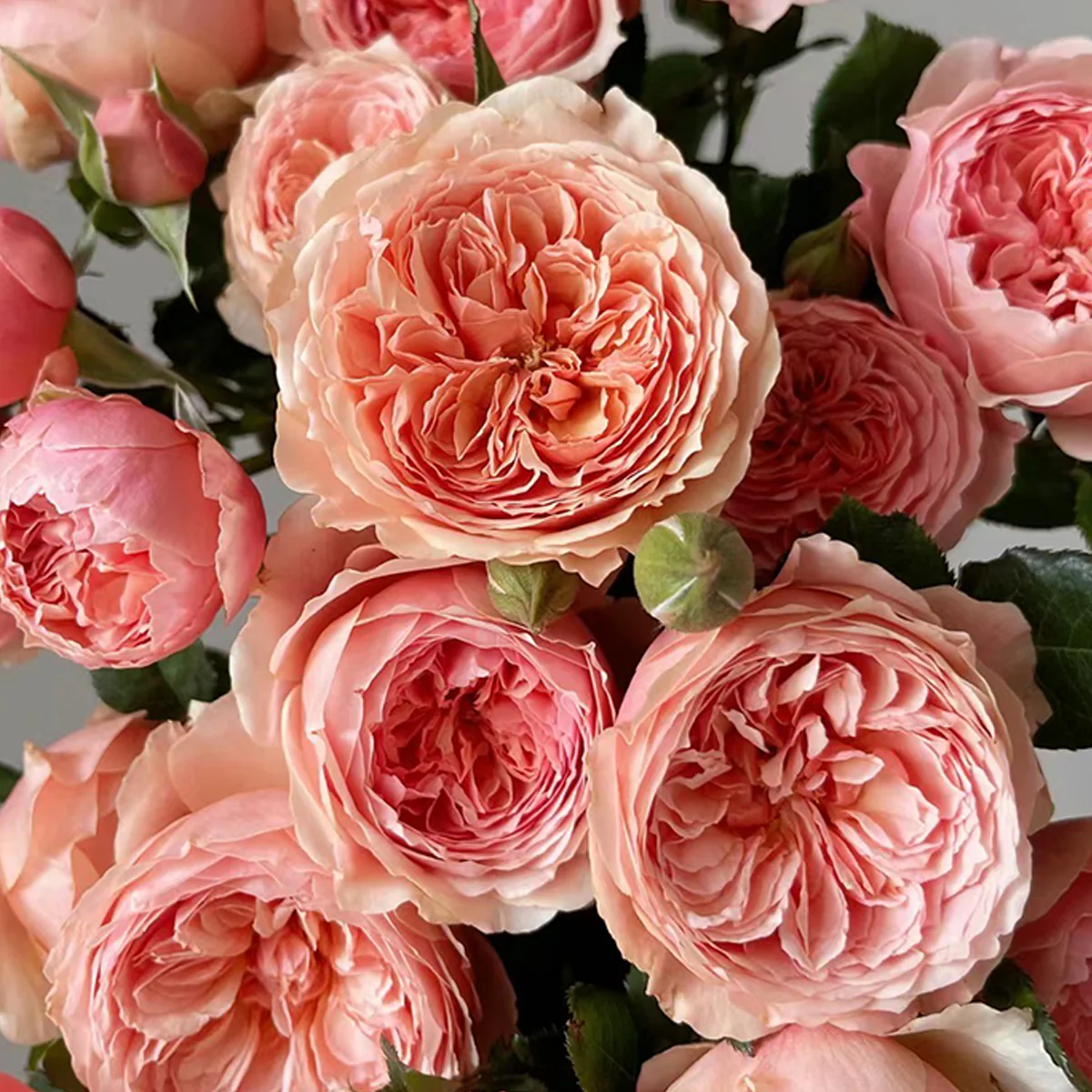 Masora | Japanese Garden Shrub Rose | Golden-apricot cupped blooms | Fruity citrus fragrance | Own root