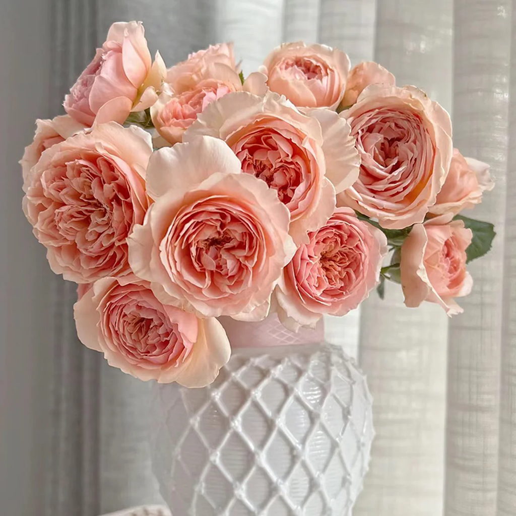 Masora | Japanese Garden Shrub Rose | Golden-apricot cupped blooms | Fruity citrus fragrance | Own root