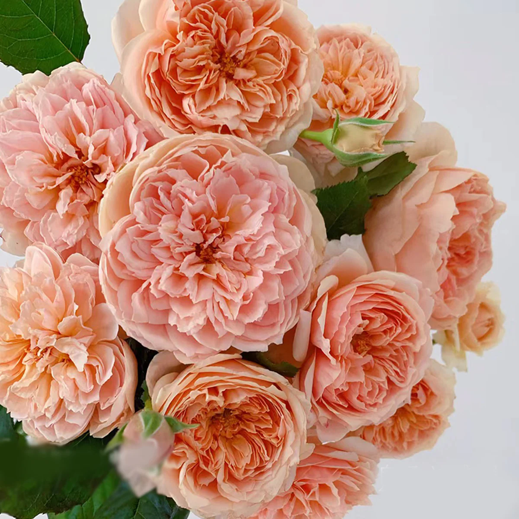 Masora | Japanese Garden Shrub Rose | Golden-apricot cupped blooms | Fruity citrus fragrance | Own root