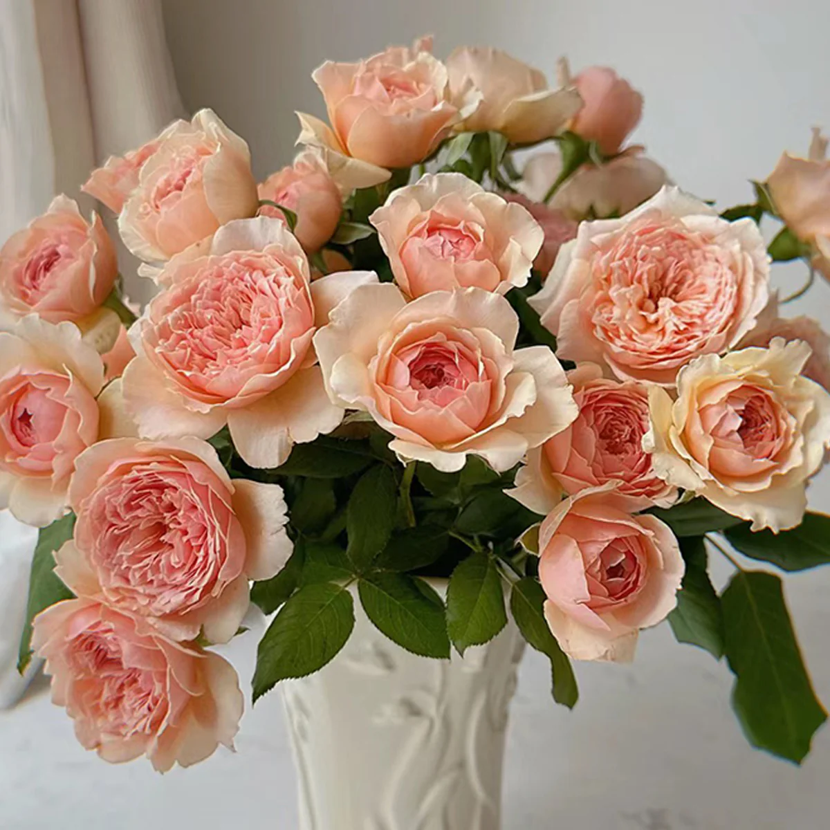 Masora | Japanese Garden Shrub Rose | Golden-apricot cupped blooms | Fruity citrus fragrance | Own root