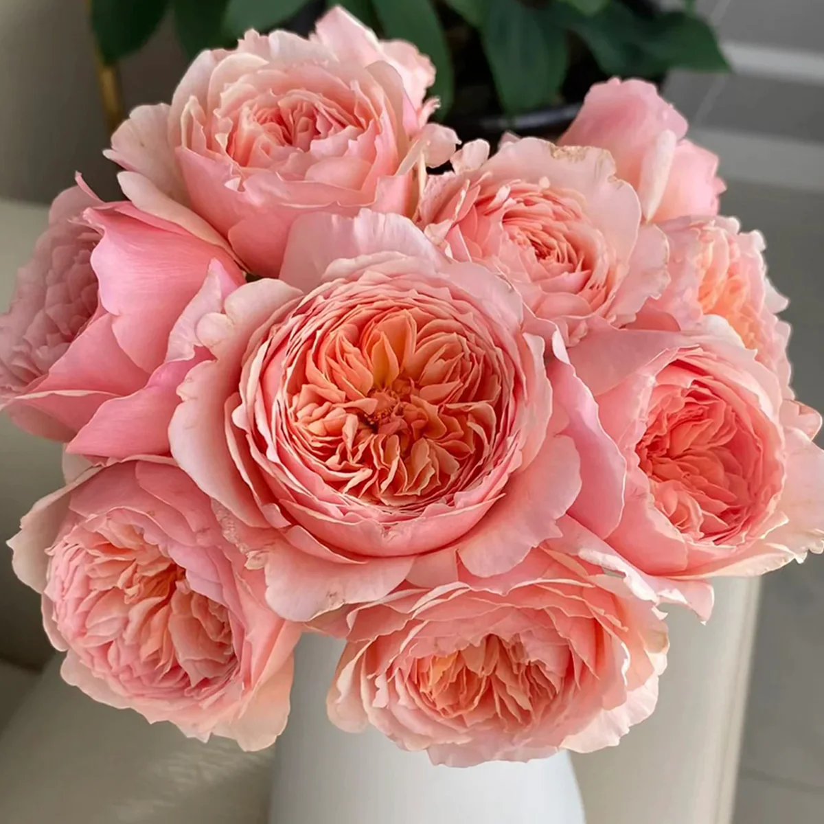 Masora | Japanese Garden Shrub Rose | Golden-apricot cupped blooms | Fruity citrus fragrance | Own root