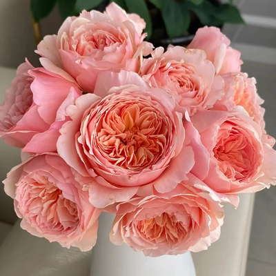 Masora | Japanese Garden Shrub Rose | Golden-apricot cupped blooms | Fruity citrus fragrance | Own root