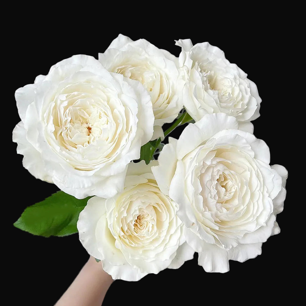 Princess Miyuki – Fragrant White Japanese Garden Rose (Own Root)