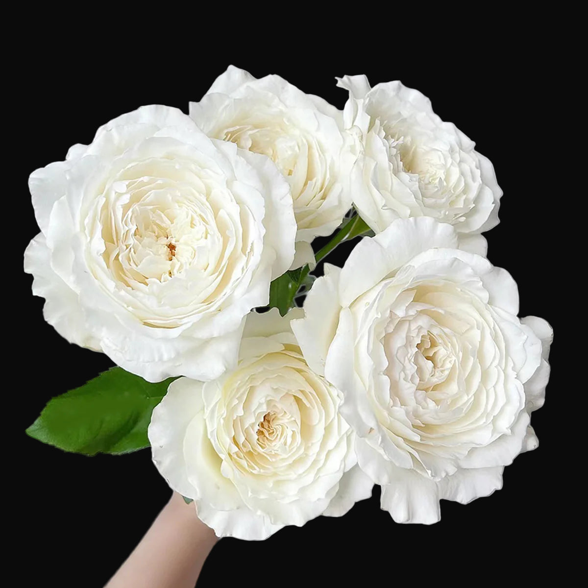 Princess Miyuki – Fragrant White Japanese Garden Rose (Own Root)