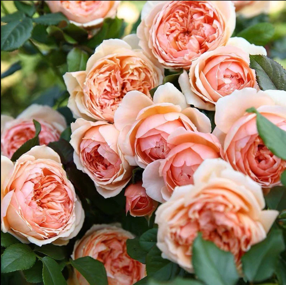 Masora | Japanese Garden Shrub Rose | Golden-apricot cupped blooms | Fruity citrus fragrance | Own root