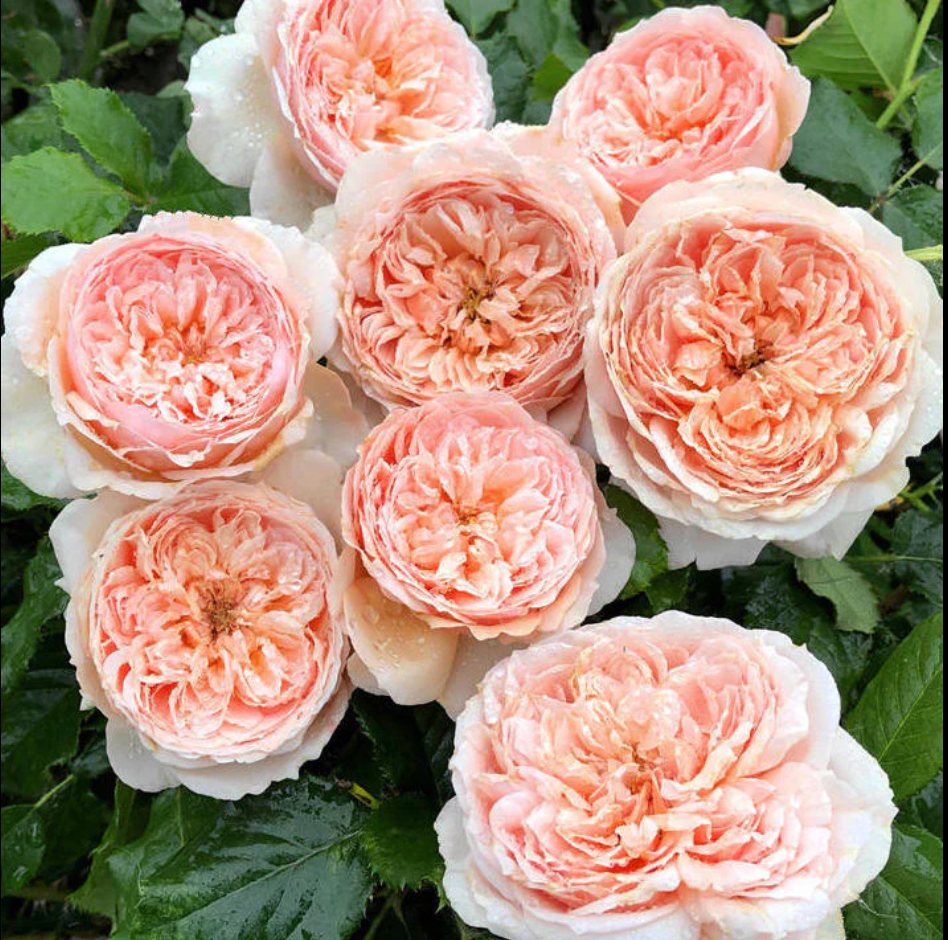 Masora | Japanese Garden Shrub Rose | Golden-apricot cupped blooms | Fruity citrus fragrance | Own root