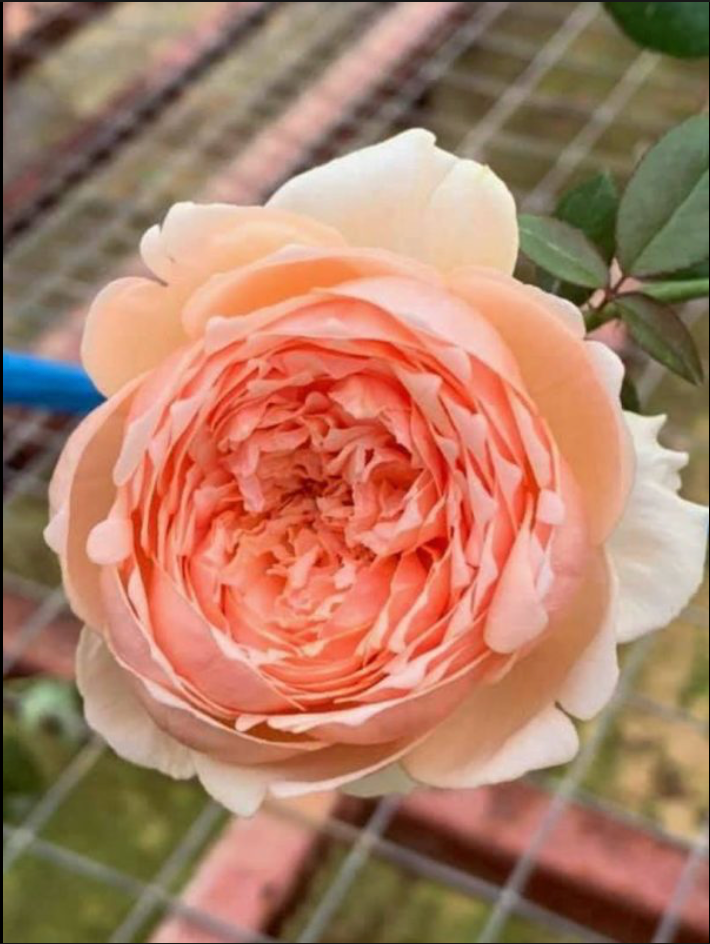 Masora | Japanese Garden Shrub Rose | Golden-apricot cupped blooms | Fruity citrus fragrance | Own root