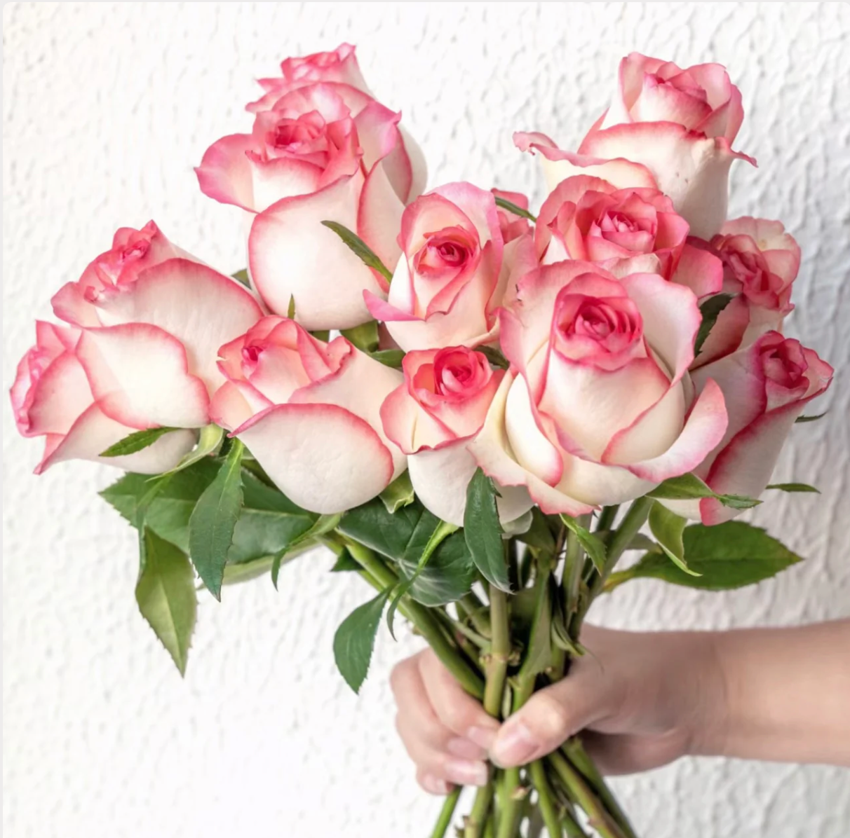 Jumilia | Netherlands' Hybrid Tea Rose | White petals with soft pink edges | Long stems | Own root