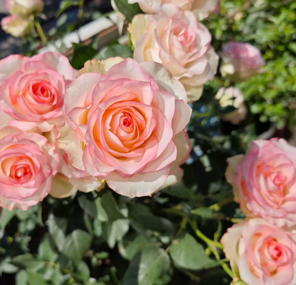 Jumilia | Netherlands' Hybrid Tea Rose | White petals with soft pink edges | Long stems | Own root