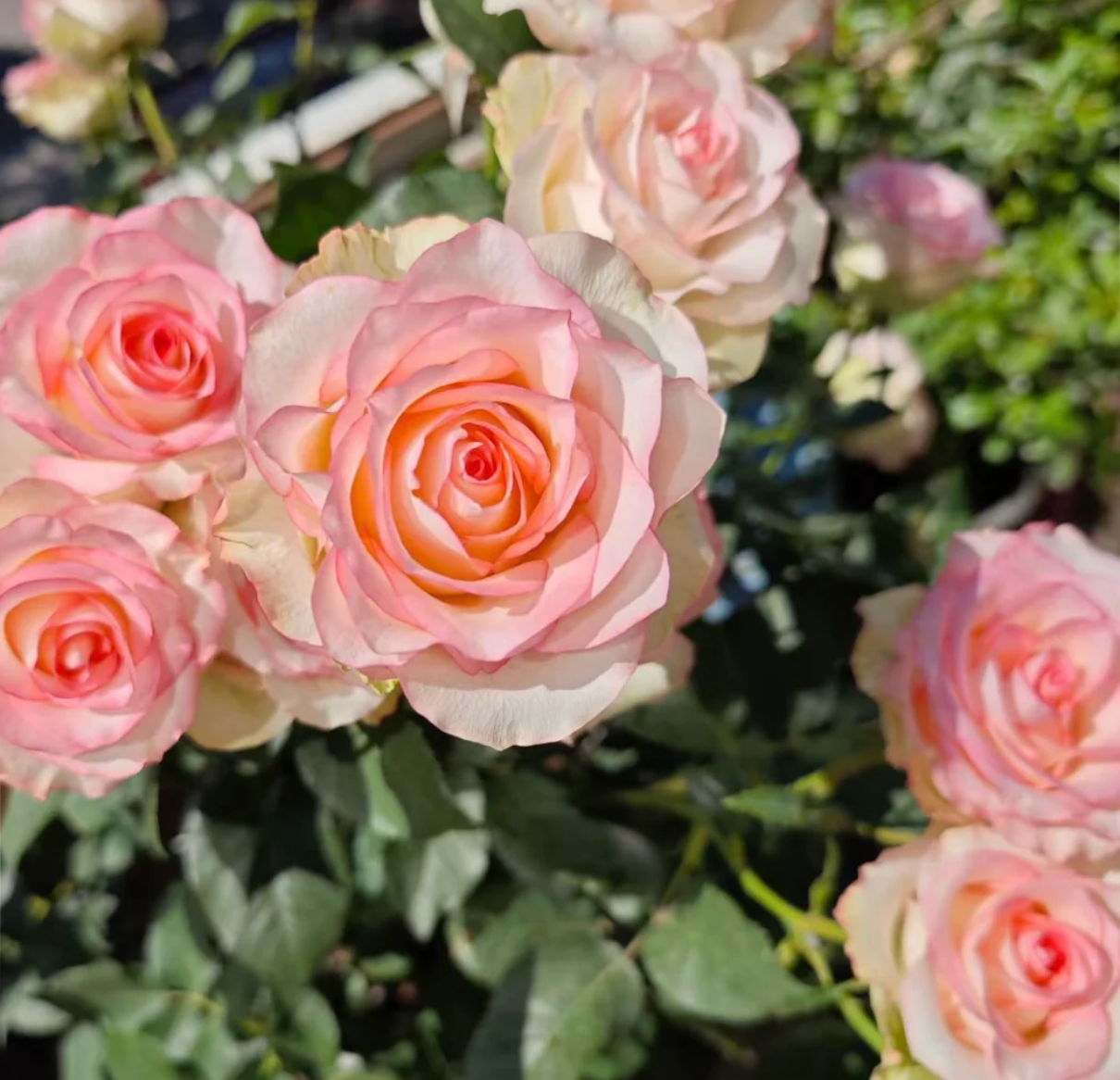 Jumilia | Netherlands' Hybrid Tea Rose | White petals with soft pink edges | Long stems | Own root