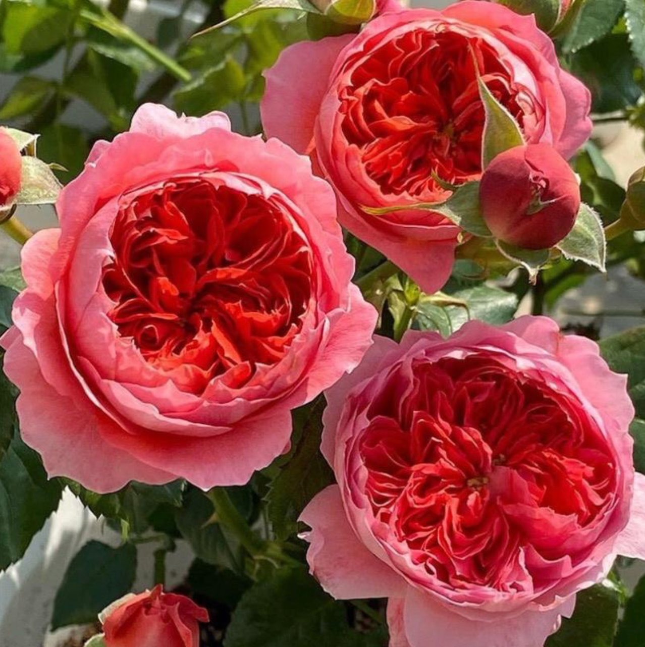 Zhushawan | Cinnabar Bowl | Chinese Florist | Tian Lang Rose | Cup Shape | Own root