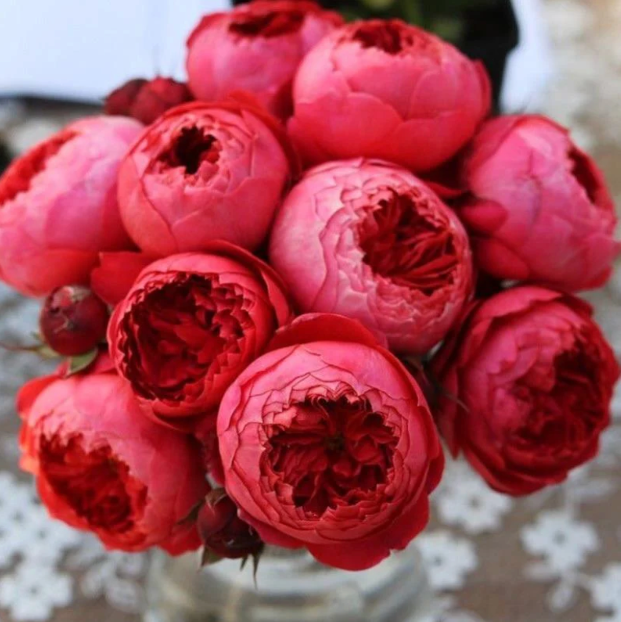 Zhushawan | Cinnabar Bowl | Chinese Florist | Tian Lang Rose | Cup Shape | Own root