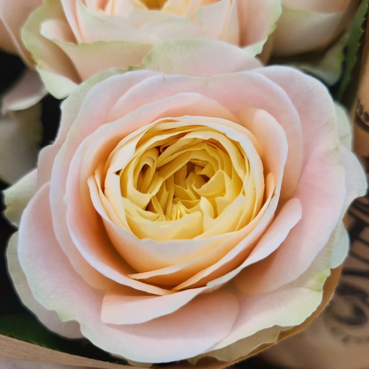Priscilla | Germany's Florist Shrub Rose | Apricot pink cupped blooms | Soft pastel tones | Own root