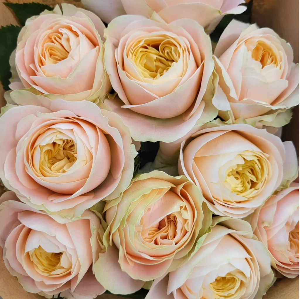 Priscilla | Germany's Florist Shrub Rose | Apricot pink cupped blooms | Soft pastel tones | Own root