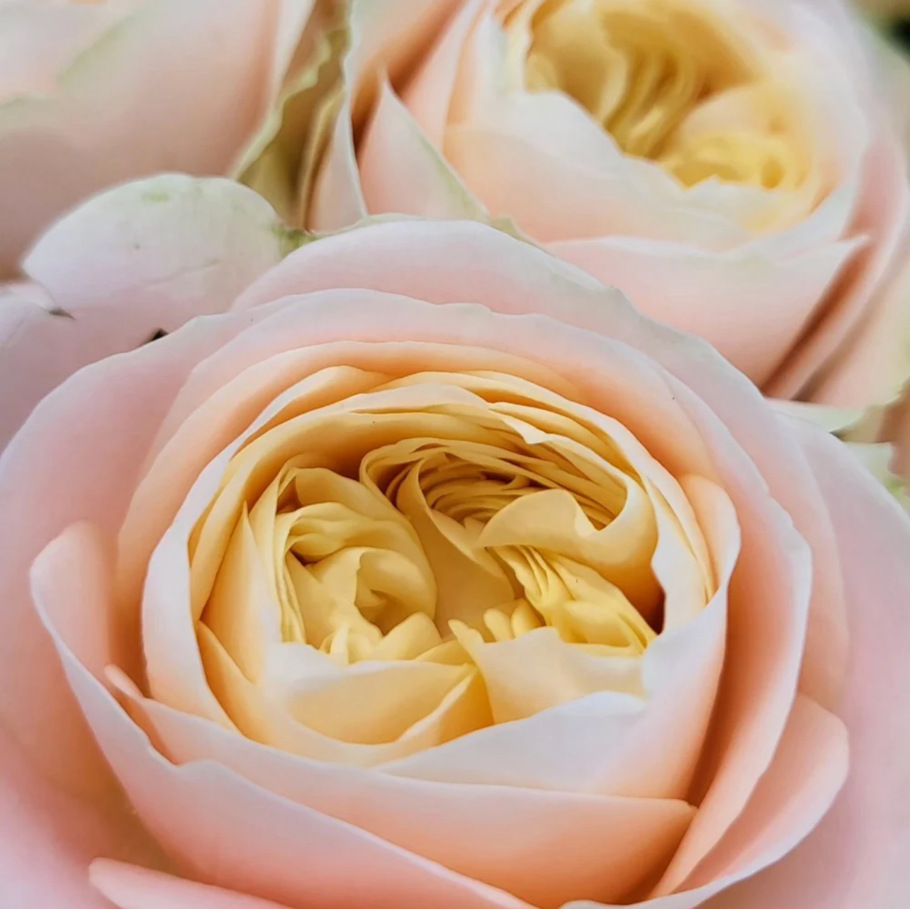 Priscilla | Germany's Florist Shrub Rose | Apricot pink cupped blooms | Soft pastel tones | Own root