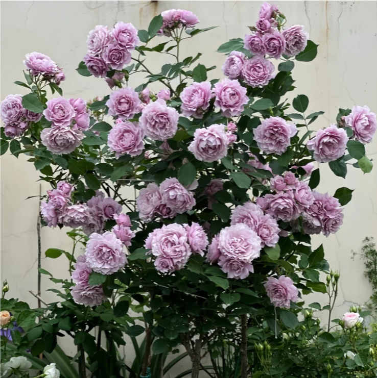 Huanzi | Magic purple | 幻紫 | Chinese Florist Shrub Rose | Heat resistant | Repeat blooming | Own root