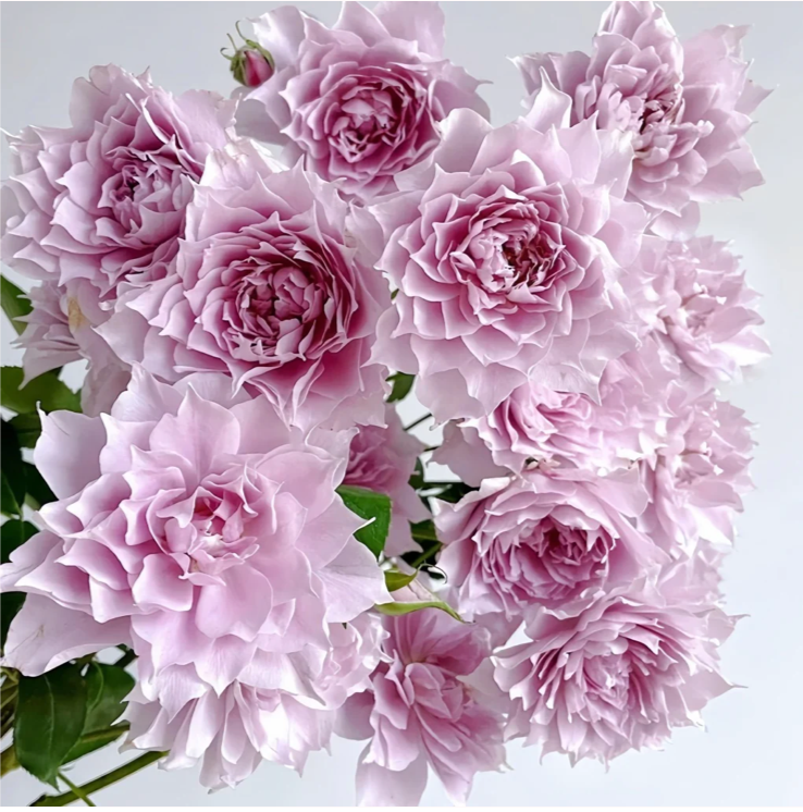 Huanzi | Magic purple | 幻紫 | Chinese Florist Shrub Rose | Heat resistant | Repeat blooming | Own root