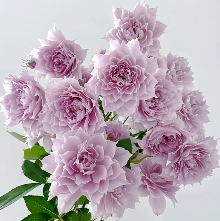 Huanzi | Magic purple | 幻紫 | Chinese Florist Shrub Rose | Heat resistant | Repeat blooming | Own root