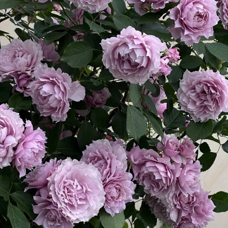 Huanzi | Magic purple | 幻紫 | Chinese Florist Shrub Rose | Heat resistant | Repeat blooming | Own root