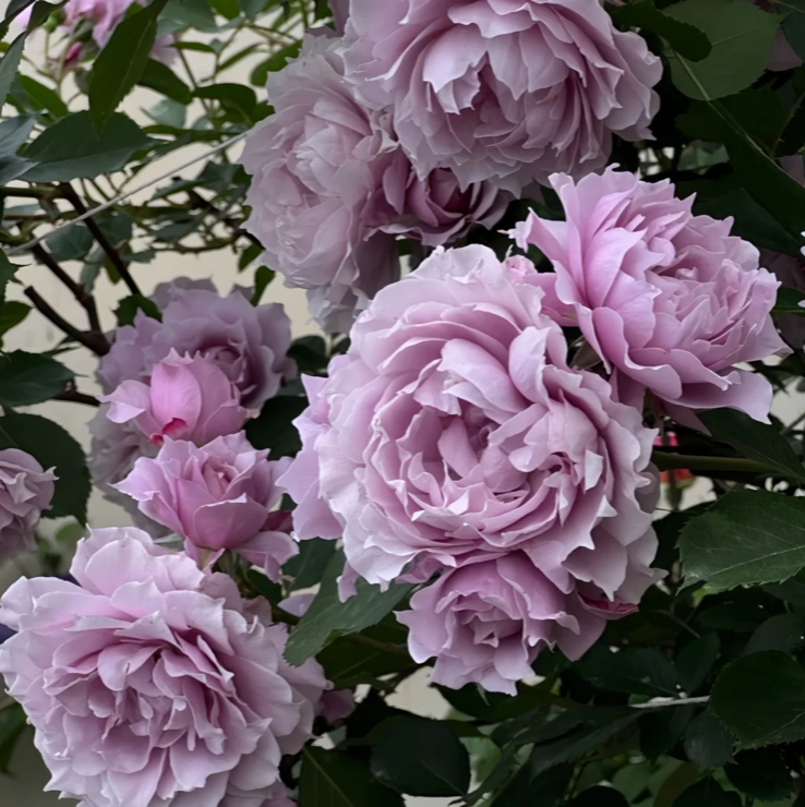 Huanzi | Magic purple | 幻紫 | Chinese Florist Shrub Rose | Heat resistant | Repeat blooming | Own root