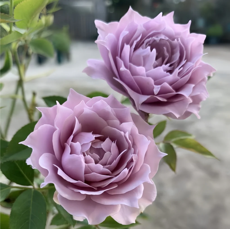 Huanzi | Magic purple | 幻紫 | Chinese Florist Shrub Rose | Heat resistant | Repeat blooming | Own root