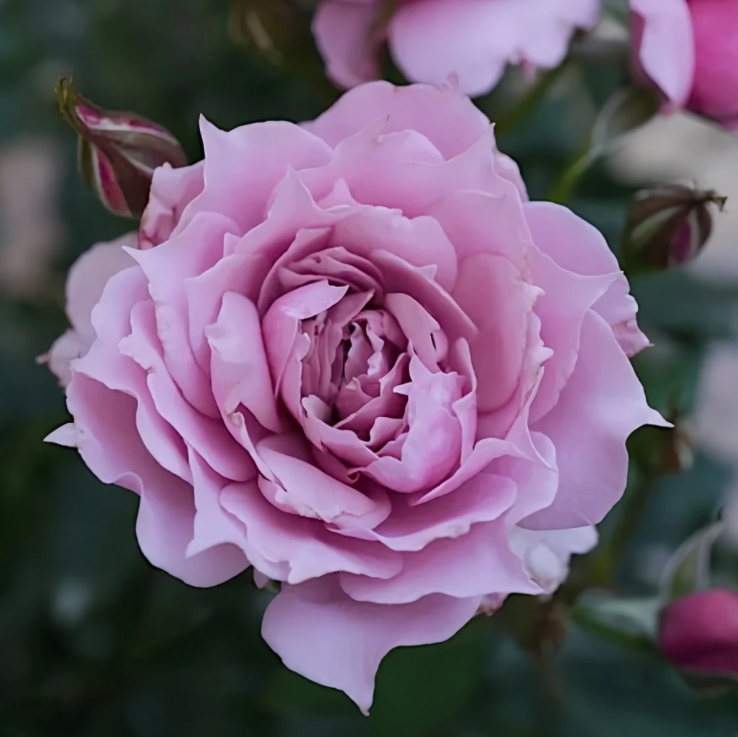 Huanzi | Magic purple | 幻紫 | Chinese Florist Shrub Rose | Heat resistant | Repeat blooming | Own root