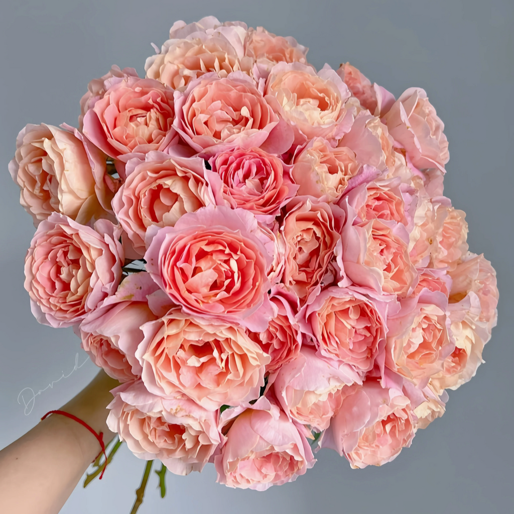 Zhi Qiu – Orange-Pink Chinese Florist Rose (Own Root)