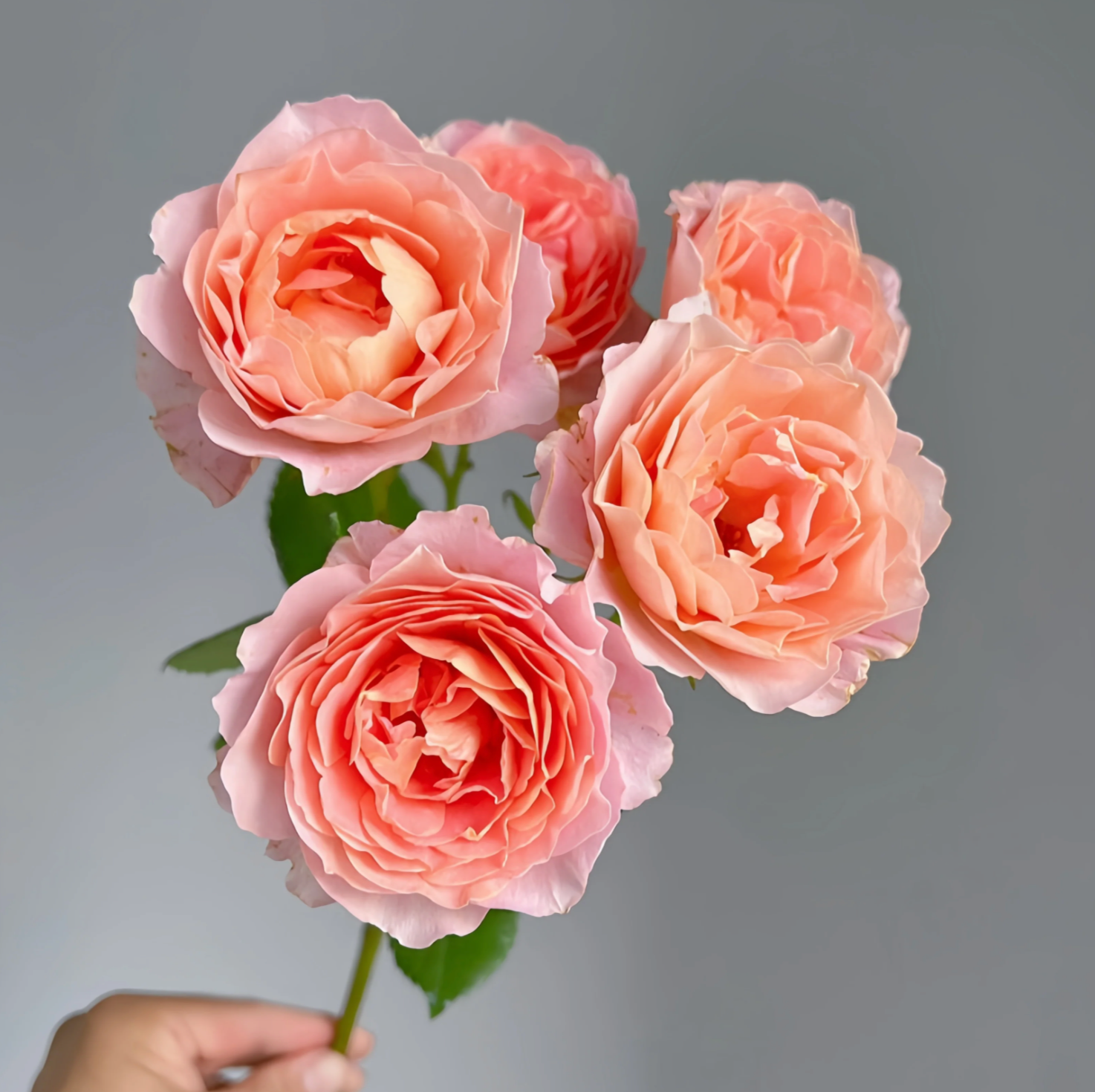 Zhi Qiu – Orange-Pink Chinese Florist Rose (Own Root)