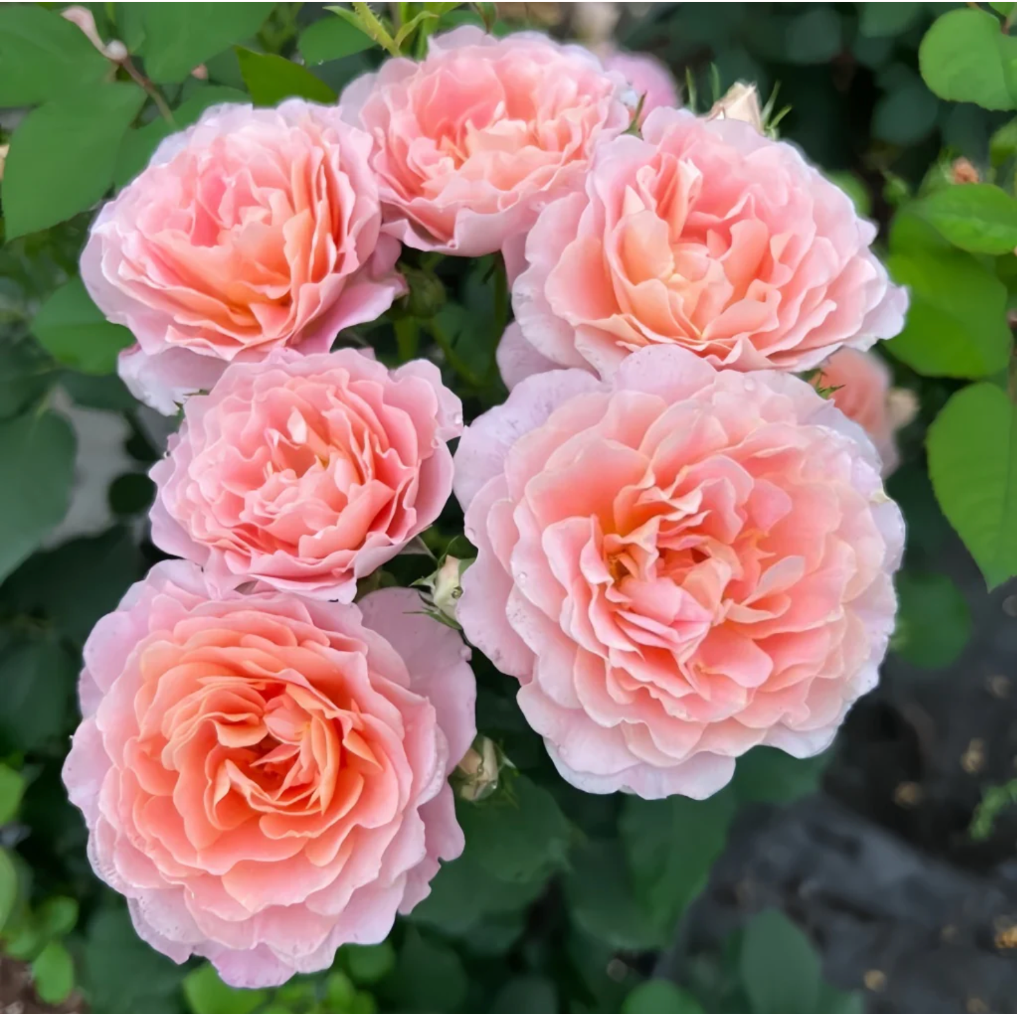 Zhi Qiu – Orange-Pink Chinese Florist Rose (Own Root)