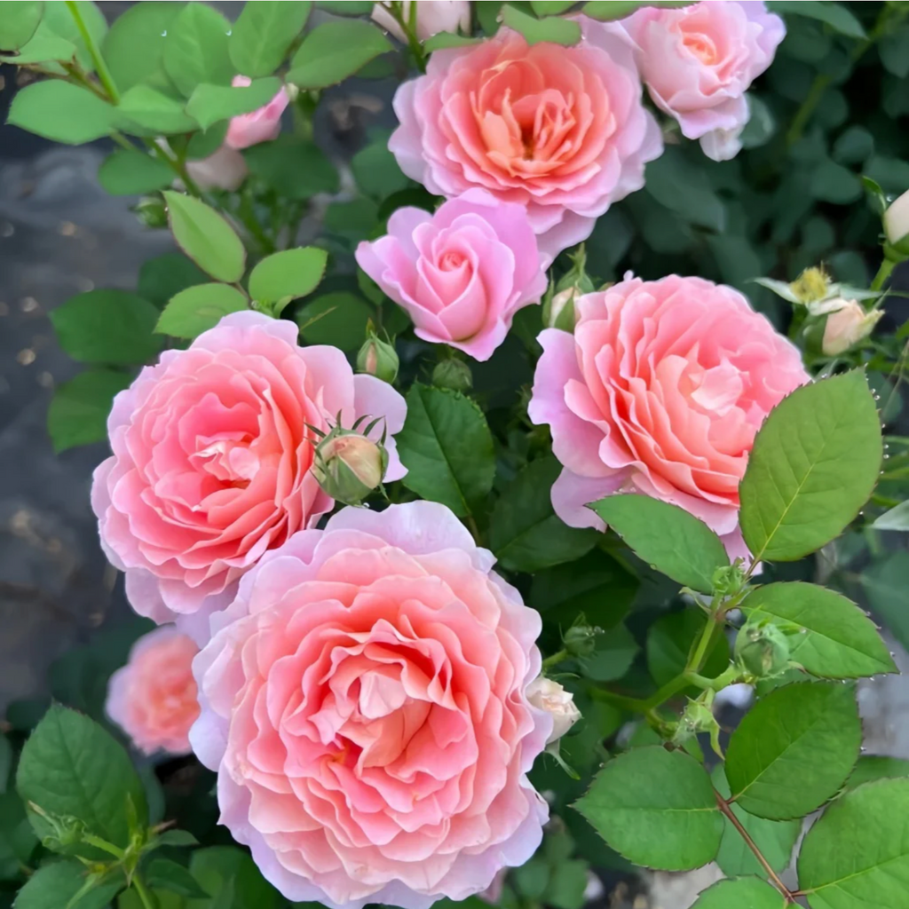 Zhi Qiu – Orange-Pink Chinese Florist Rose (Own Root)