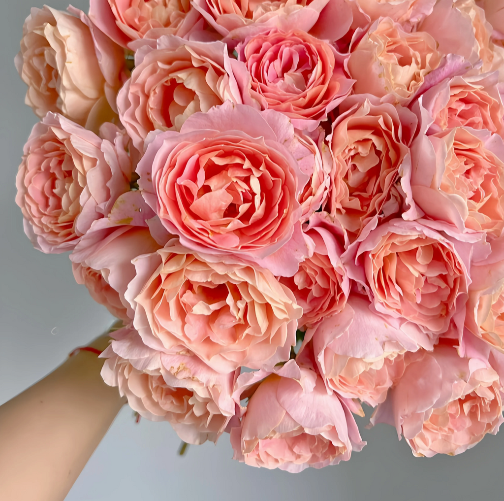 Zhi Qiu – Orange-Pink Chinese Florist Rose (Own Root)