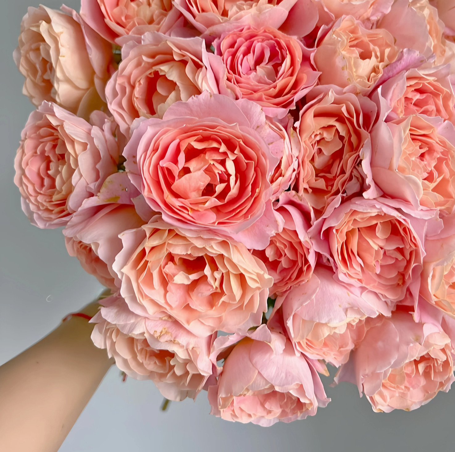Zhi Qiu – Orange-Pink Chinese Florist Rose (Own Root)