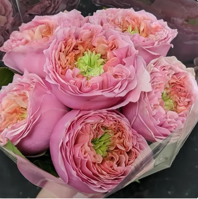 Sweet Eye | Netherland's Florist Shrub Rose | Pink with ruffled, lotus-like edges | Green nose | Own root