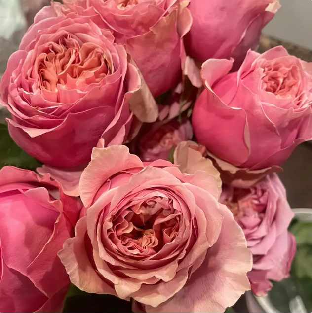 Sweet Eye | Netherland's Florist Shrub Rose | Pink with ruffled, lotus-like edges | Green nose | Own root