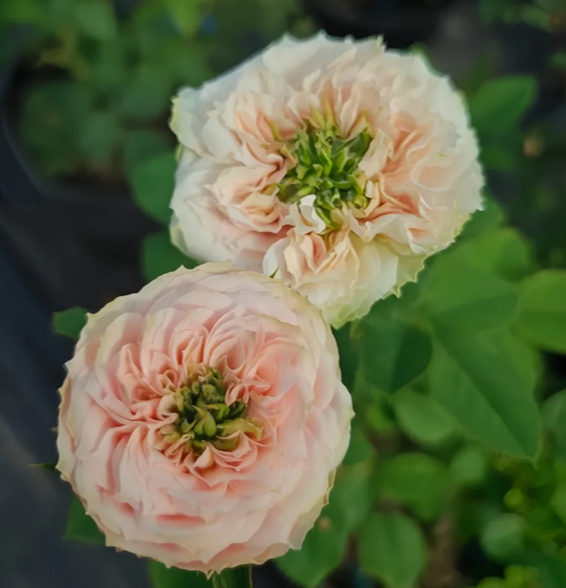 Sweet Eye | Netherland's Florist Shrub Rose | Pink with ruffled, lotus-like edges | Green nose | Own root