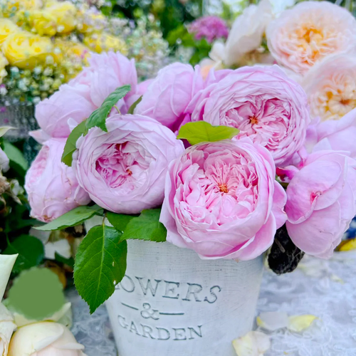 AUSbite | English Climbing and Garden Rose | Large lilac-pink blooms | Myrrh fragrance | Own root